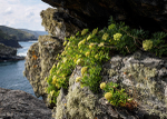 Rock Samphire