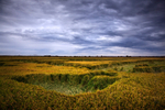 Wind Damaged Rice Field