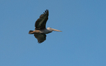Pink-backed pelican