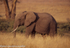Elephant in the N'gorongoro crater