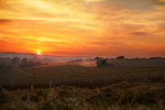 603 Evening Harvest