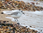 Sanderling
