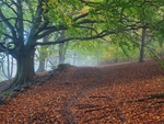 Wilsons Woods