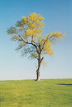 TheTree2007Layer900091