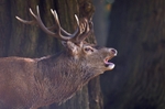 Red Deer