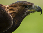 GOLDEN EAGLE