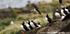 SBA013: Puffin landing