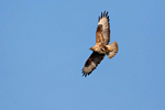Long-legged Buzzard