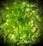 The Wonder Of New, Spring Leaves