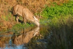Red Deer Drinking