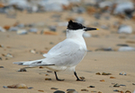 Sandwich Tern