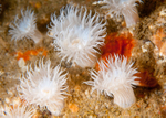 Actinothoe sphyrodeta