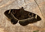 Cream Striped Owl Moth, South Africa