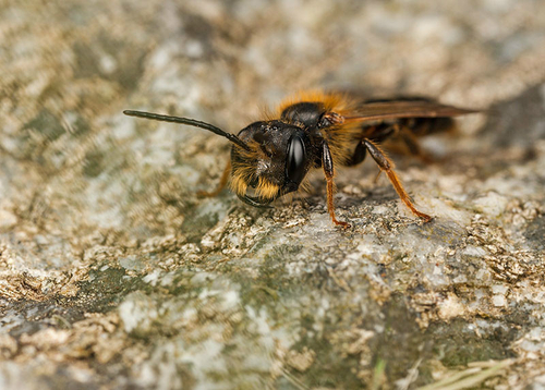 [i]Andrena bucephala[/i] male. At a known breeding site in Warwickshire. May 2013. Note characteristically large head.
