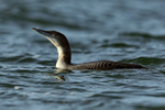 Great Northern Diver shaking head, Farmoor