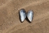 Shell 2