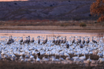 Sandhill Cranes among Snow Geese at dawn, Bosque del Apache
