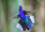 Violet Sabrewing Hummingbird, Costa Rica
