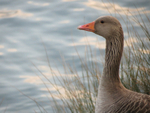 Greylag Goose