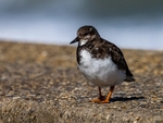 Turnstone