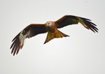 Red Kite