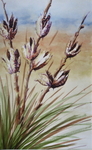 Yucca