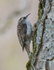 Treecreeper