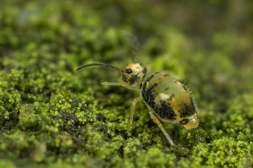 Katiannidae genus nov.1 sp. nov., collembola, springtail, Staffordshire, maturing female