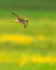 Hobby hunting over Greenaways at Otmoor RSPB
