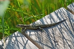Common Lizard
