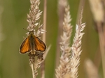 Essex Skipper