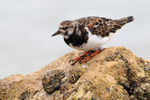 Turnstone perched on one of the Hengistbury Head groynes
