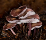 Lilac Bonnet