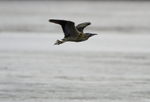 BITTERN, LEIGHTON MOSS, JAN 2011