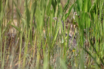 American Bittern hidden in reeds, Viera Wetlands, Florida