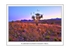 FLINDERS RANGES GRASS TREE.