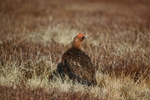 Red Grouse