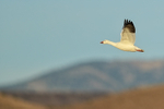 Snow Goose flying, hills background, Bosque del Apache, New Mexico