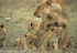Serengeti; mother and cub