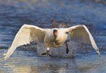 Mute Swan Takeoff