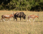 Africa-33
