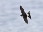 House Martin portfolio