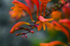 Flower - 1278