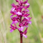 Anacamptis x gennarii (Hybrid between Green-winged and pink butterfly orchids Anacamptis morio x A. papilionacea = A.x gennarii