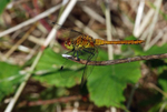 July to August 2008 - Ruddy Darter
