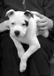 White Dog