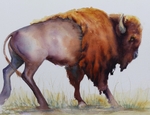 Golden Boy Bison SOLD