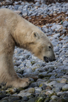 Polar bear 7231