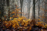 Fern Edge in Autumn nr. Lydbrook