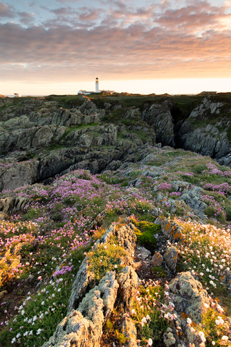 Langness Lighthouse sandwiched between the colourful sky and coastal flowers. The thrift, sea campion and harebells o…